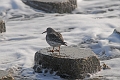 purple sandpiper, purple sandp-1